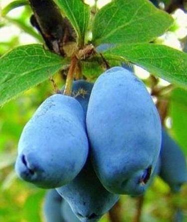 Sinoglaska' Sibirisk blåbær/Blåleddved - Lonicera caerulea i potte