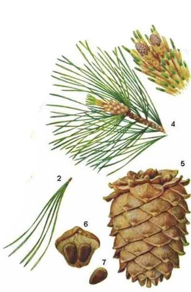 Pinus cembra subsp. sibirica - Sibirfuru 4 planter i Rootrainer book