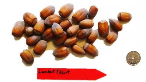 'Lambert Filbert' storfruktet hasselnøttbusk barrot 5 års