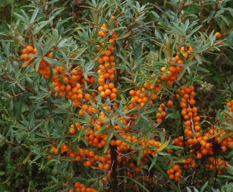 'Friesdorfer Orange' (sjølvbestøvende) Tindved - Hippophae rhamnoides i 3 liters potte