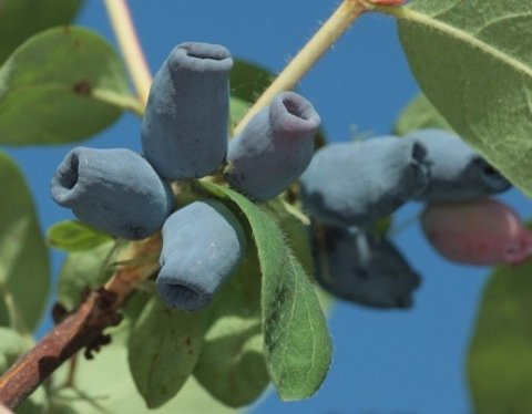 'Atut' Sibirisk blåbær/Blåleddved - Lonicera caerulea i potte