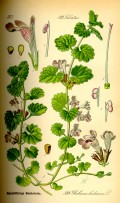 Korsknapp - Glechoma hedracea i 9 cm potte