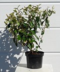 Elaeagnus x ebbingei (vanlig grønn) i 3 liters potte