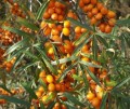 'Leikora' storfruktet Tindved - Hippophae rhamnoides